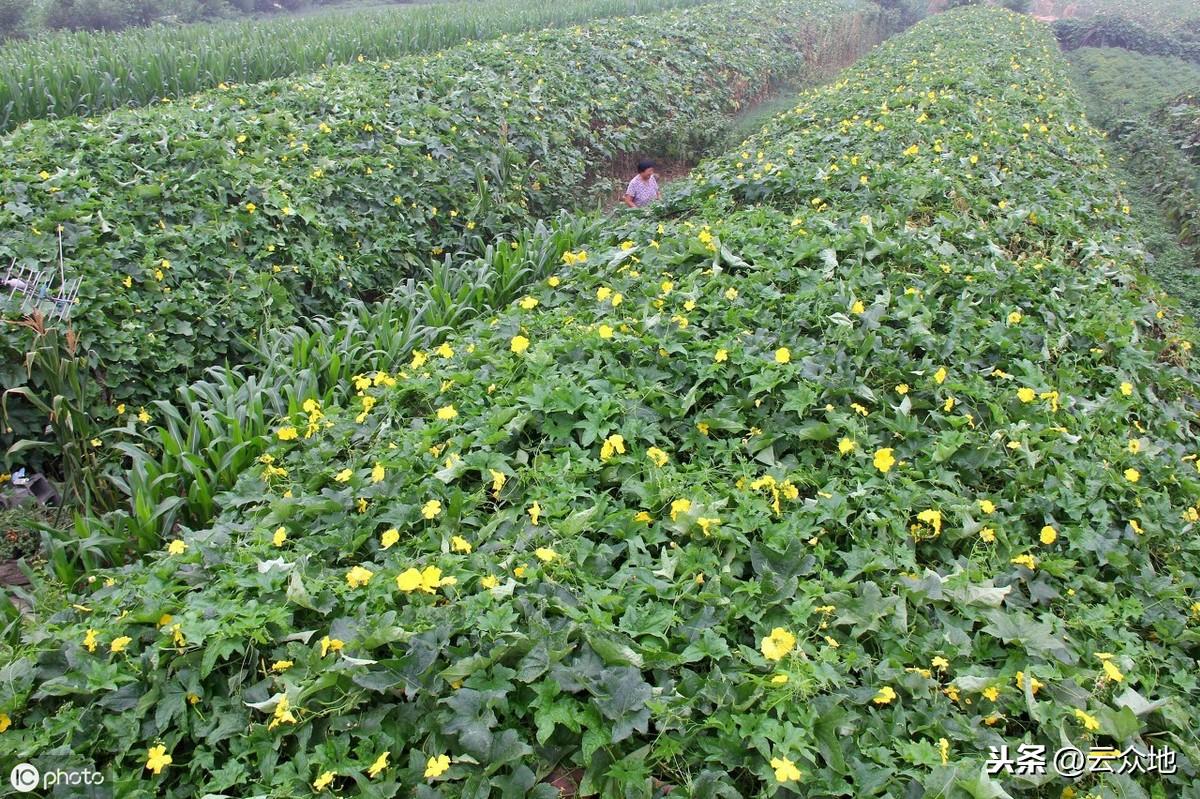 家庭丝瓜的种植技术_种植丝瓜家庭技术与管理_种植丝瓜的步骤