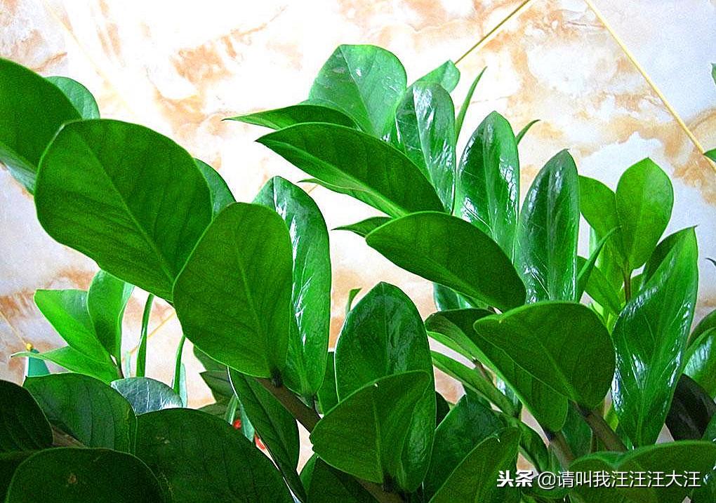 如何种植金钱树_金钱树的种植方法视频_金钱树的种植技术
