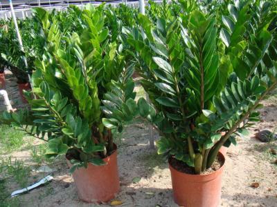 金钱树的种植技术_金钱树种植方法步骤视频_如何种植金钱树