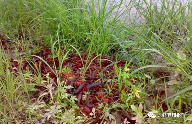 龙虾养殖家庭技术视频_龙虾养殖家庭技术培训_家庭龙虾养殖技术