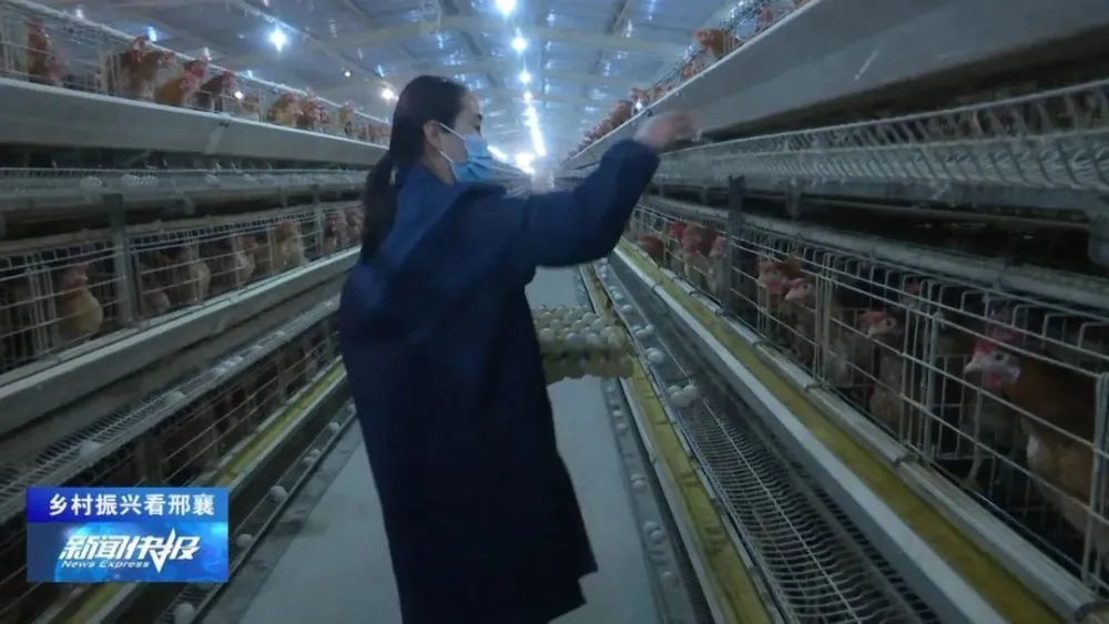 养殖绿壳蛋鸡致富经_致富经养绿壳蛋鸡_养殖绿壳蛋鸡前景如何