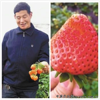 糯米山药什么时候种
