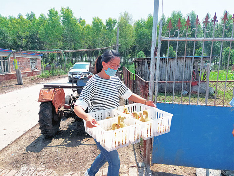 龙头新闻：一线绽芳华｜王秋菊：培育自主品种带动7000多贫困户脱贫致富