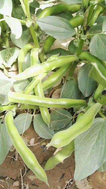 蚕豆致富经_蚕豆收益_蚕豆种植效益如何
