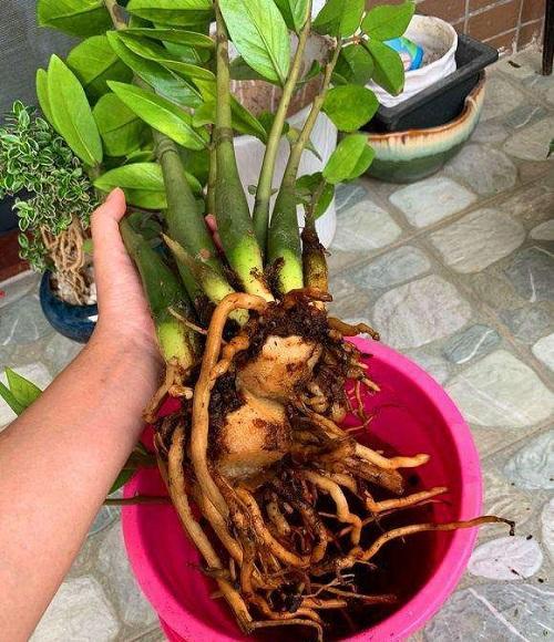 金钱树的种植技术_如何种植金钱树_金钱树苗怎么种植方法