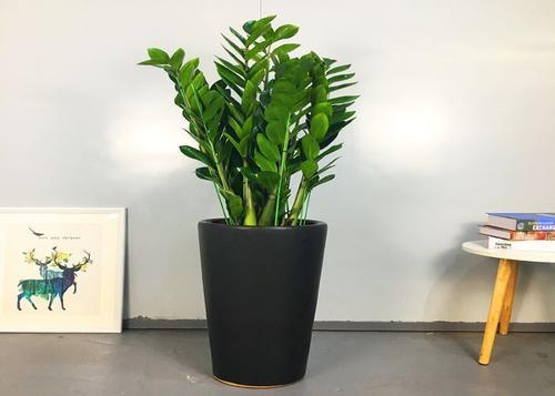 金钱树的种植技术_如何种植金钱树_金钱树苗怎么种植方法
