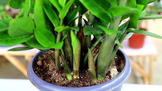 金钱树的种植技术_如何种植金钱树_金钱树苗怎么种植方法