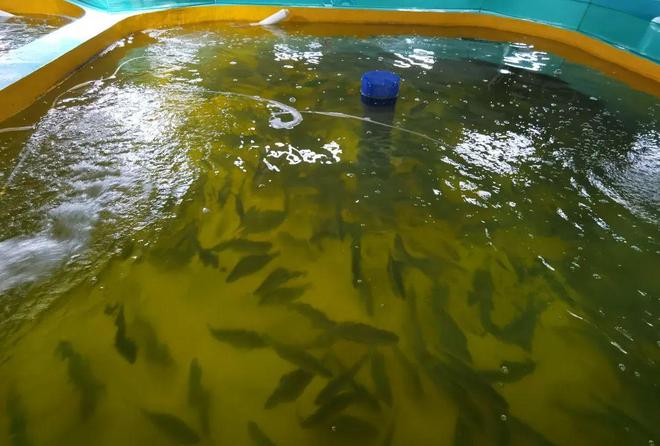 鲈鱼孵化养殖技术_鲈鱼孵化水温_鲈鱼孵化技术视频