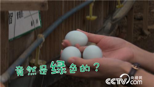[致富经]跳着舞养鸡卖绿蛋 怪招巧卖1000万 20180906