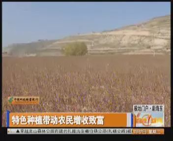海蒜种植致富_致富经大蒜种植视频_大蒜种植海拔多少