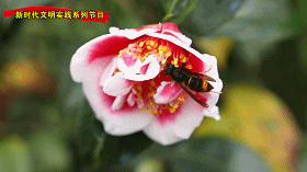 致富经茶花种植_种植茶花的前景怎样_致富种植茶花图片