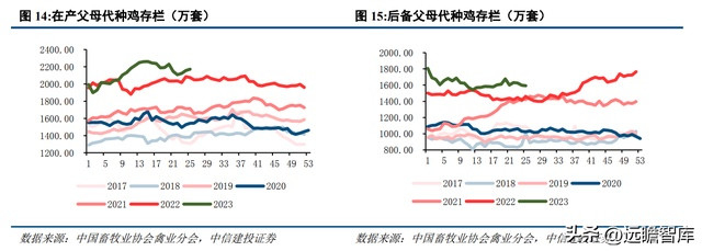 养白鸡什么意思_白鸡养殖技术_养鸡场的白鸡