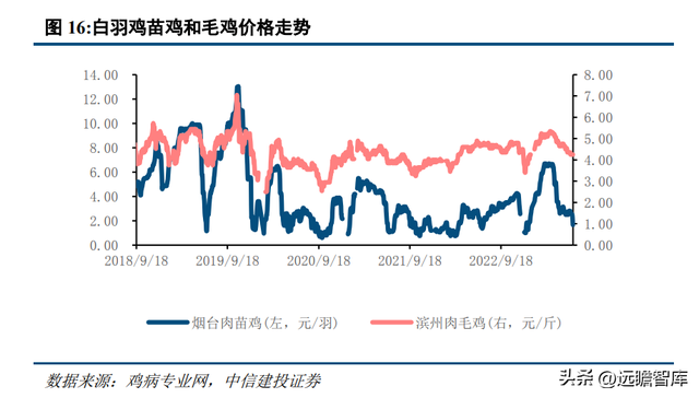 养鸡场的白鸡_白鸡养殖技术_养白鸡什么意思