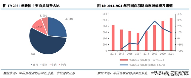 养白鸡什么意思_养鸡场的白鸡_白鸡养殖技术