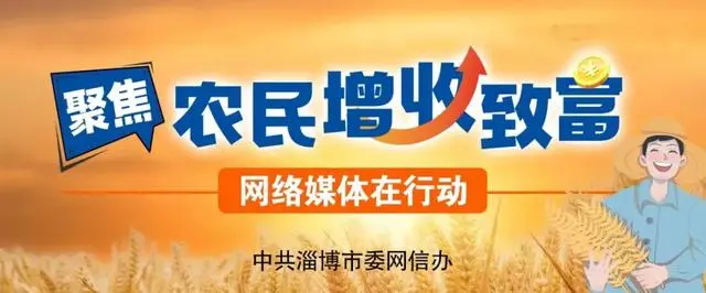 黄秋葵种植效益怎么样_种植黄秋葵致富_简要说明黄秋葵种植技术