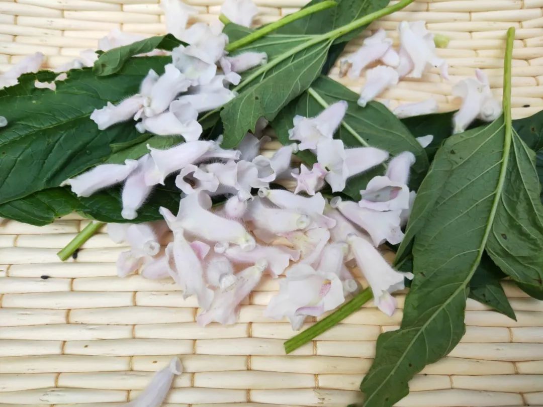 芝麻种植成本及利润_芝麻种植致富视频_芝麻种植视频农广天地