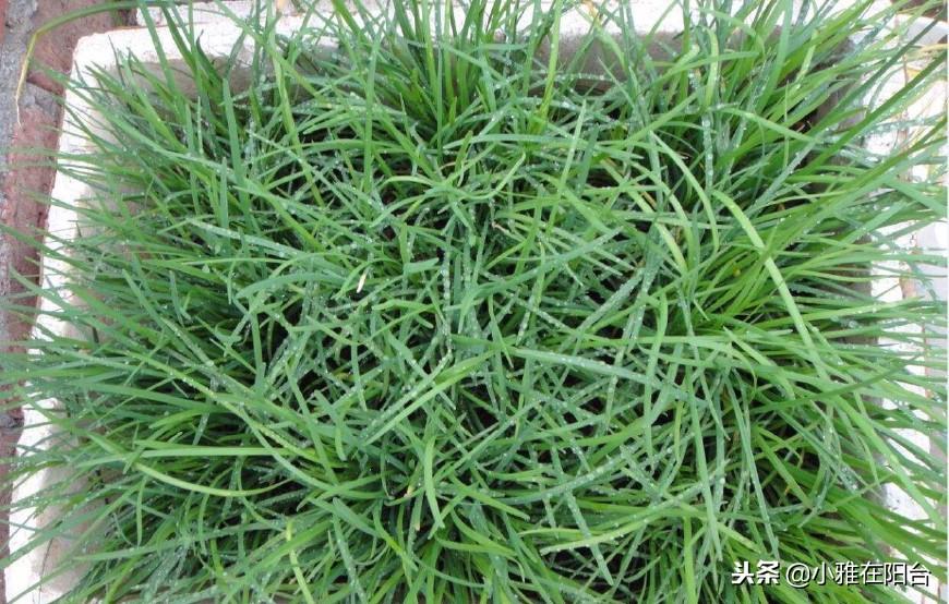 关于韭菜种植技术_韭菜种植技术与管理方法_五色韭菜种植技术