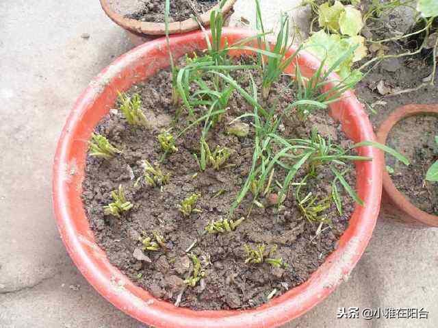 关于韭菜种植技术_韭菜种植技术与管理方法_五色韭菜种植技术