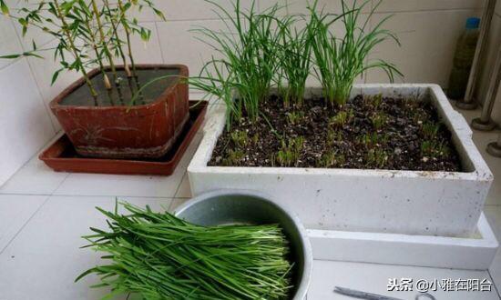 五色韭菜种植技术_韭菜种植技术与管理方法_关于韭菜种植技术
