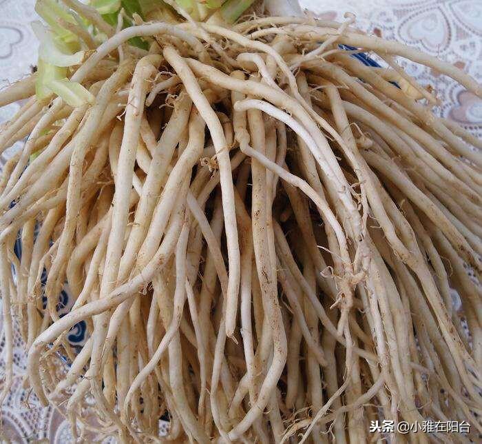 关于韭菜种植技术_五色韭菜种植技术_韭菜种植技术与管理方法