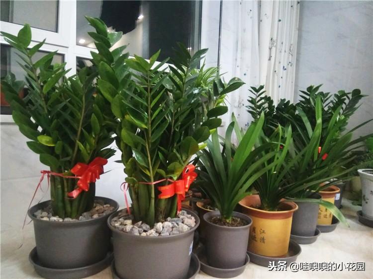 金钱树的种植技术_金钱树的种植方法视频_金钱树种植方法