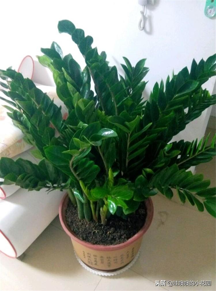 金钱树种植方法_金钱树的种植方法视频_金钱树的种植技术