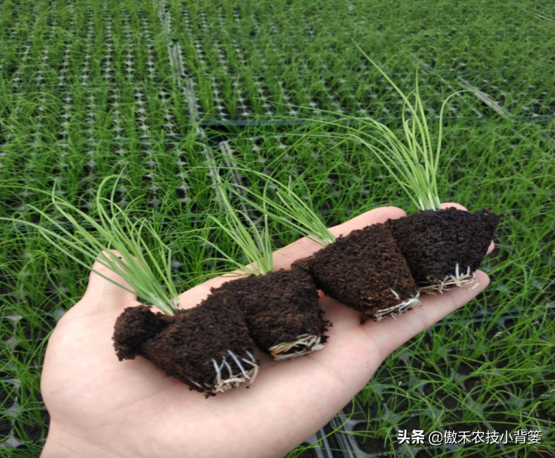 韭菜种植技术与栽培_韭菜种植技术与管理方法_关于韭菜种植技术