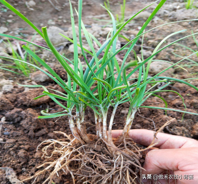 韭菜种植技术与管理方法_韭菜种植技术与栽培_关于韭菜种植技术