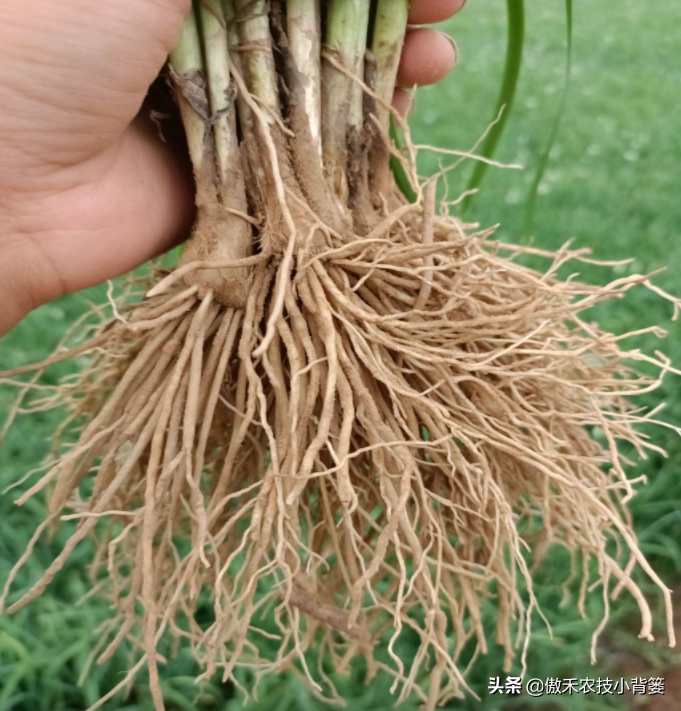 韭菜种植技术与栽培_韭菜种植技术与管理方法_关于韭菜种植技术