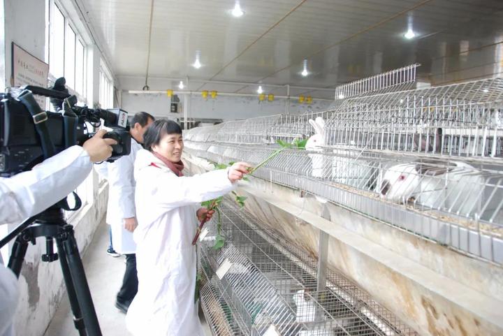 致富经獭兔视频_獭兔致富经_獭兔养殖骗局