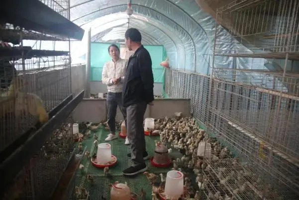 致富经獭兔养殖视频_獭兔致富经_獭兔养殖致富的视频