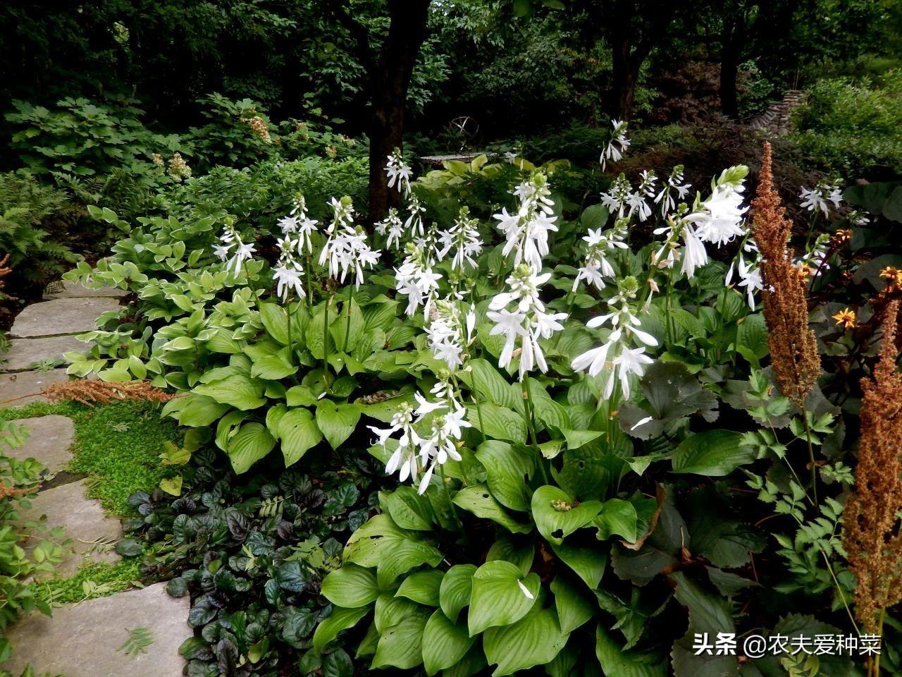 养殖玉簪技术有哪些_玉簪养殖技术_玉簪养殖应注意事项