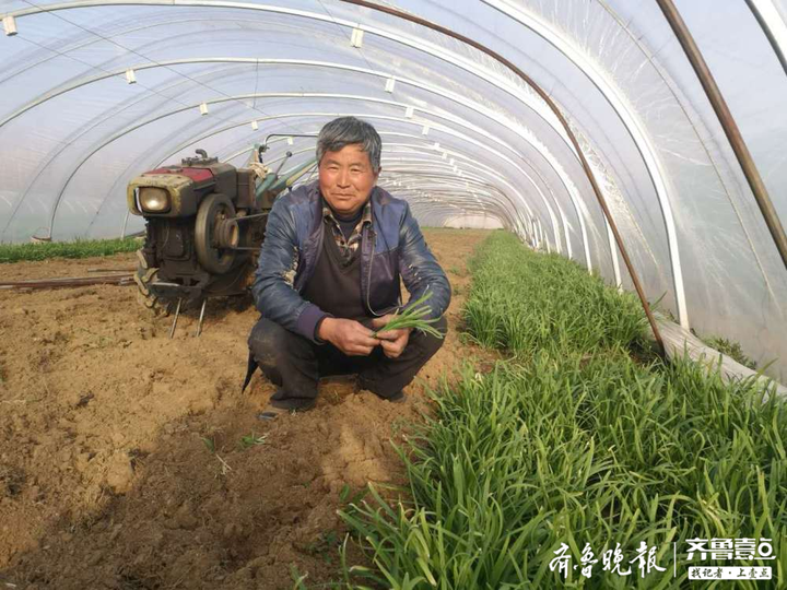 念好韭菜“致富经”，泗水县北临泗三村韭菜生产纯收入达800万