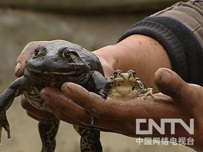刘春军养青蛙 流浪汉用青蛙赢得财富和爱情（上）(2011.5.9)