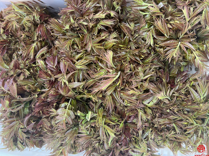 中央7套致富经香椿_中央台致富节目_致富经种植香椿