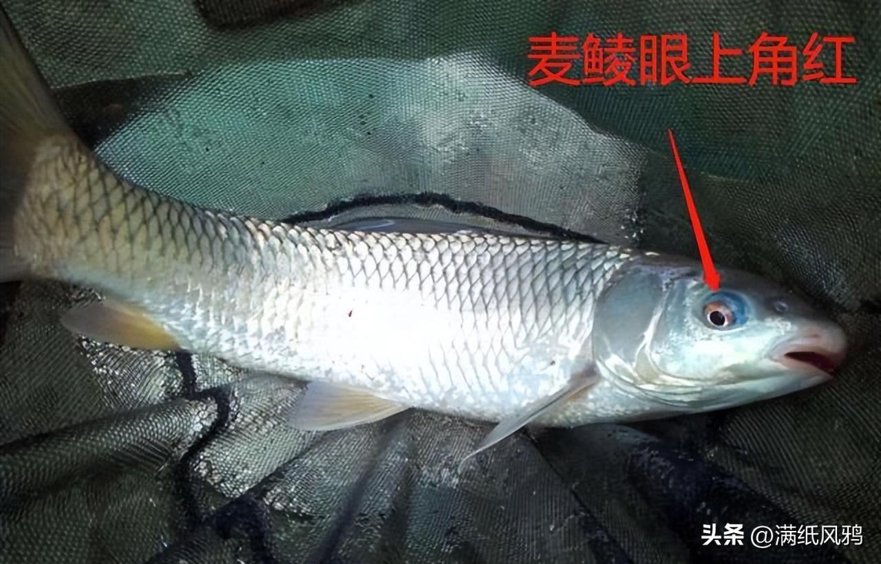 印度养殖致富项目_印度养殖业_印度养殖业发达吗