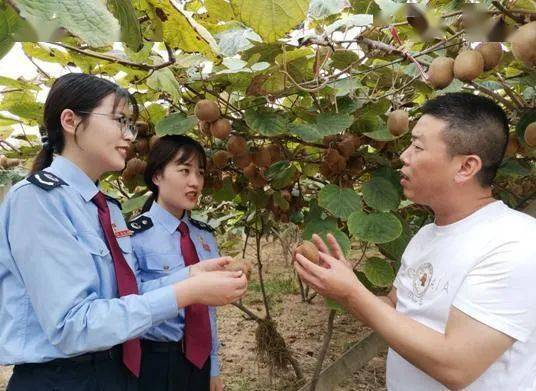 韶关种植葡萄致富_韶关葡萄基地_韶关葡萄园在哪里