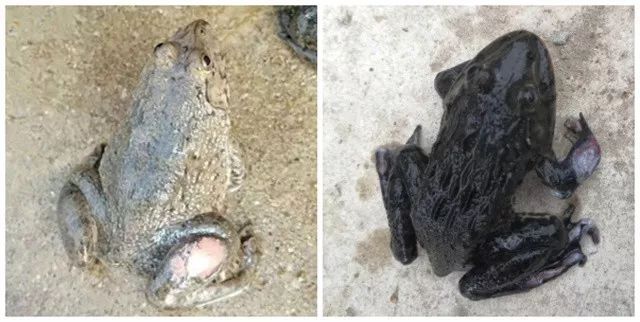 致富经牛蛙养殖_致富经黑斑蛙养殖_致富经养蛙视频全集