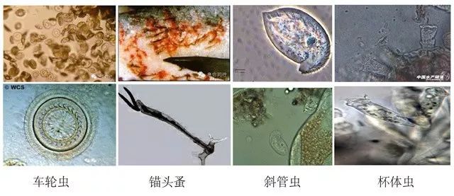 致富经牛蛙养殖_致富经养蛙视频全集_致富经黑斑蛙养殖