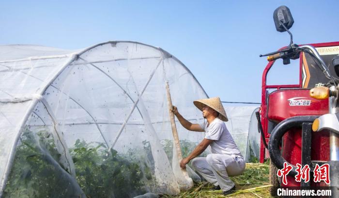 如今，刘海斌自己建有7个养殖大棚，并开设网店，蚂蚱销往山西、天津、东北、上海等各地。　李红卫 　摄