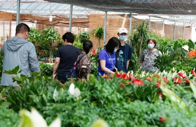 致富花木种植靠什么赚钱_花卉致富_靠种植花木致富