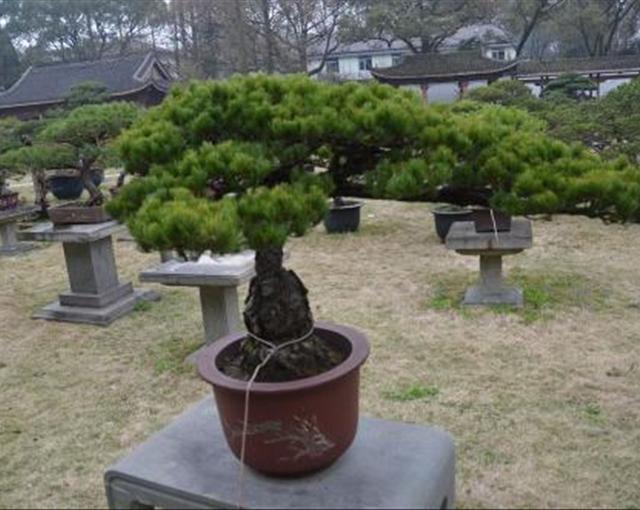 养殖松树盆景时，学会这4个养护技巧，让你养的枝繁叶茂