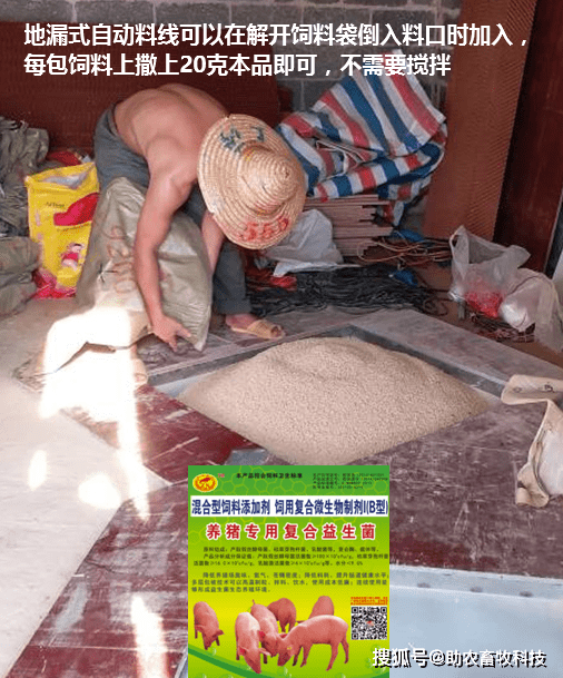 益生菌养猪的利与弊_致富经益生菌养猪_有益菌养猪
