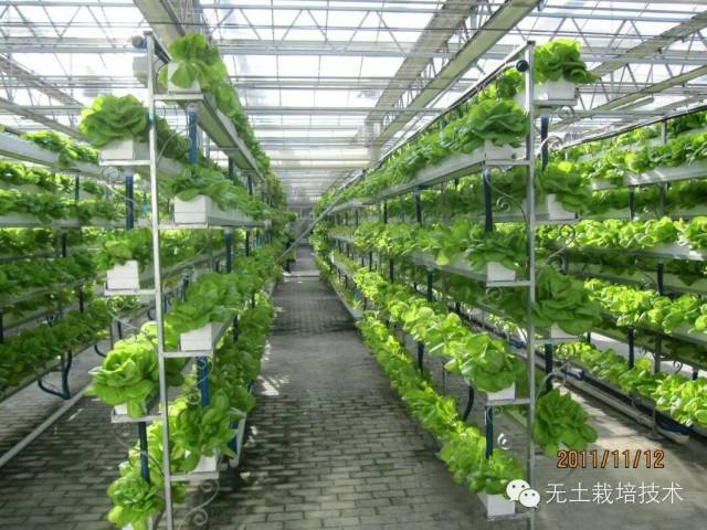 生菜水面种植技术_水面种植生菜技术视频_水面种植生菜技术要点