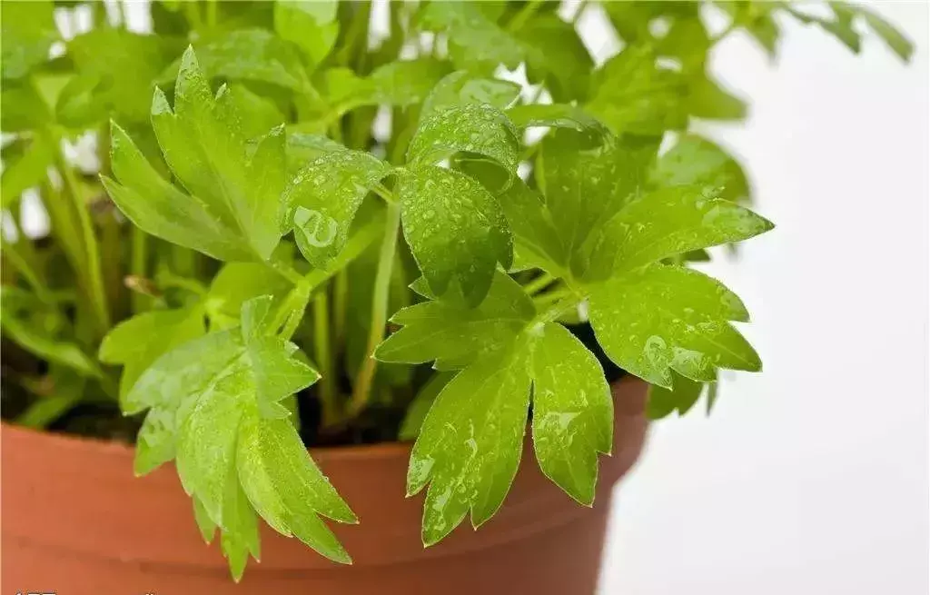 致富纪实野菜种植视频_致富经野菜种植_种植野菜致富纪实
