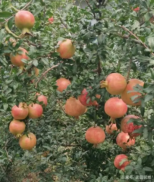 种植石榴致富经_致富石榴种植方法_石榴的种植前景与收益