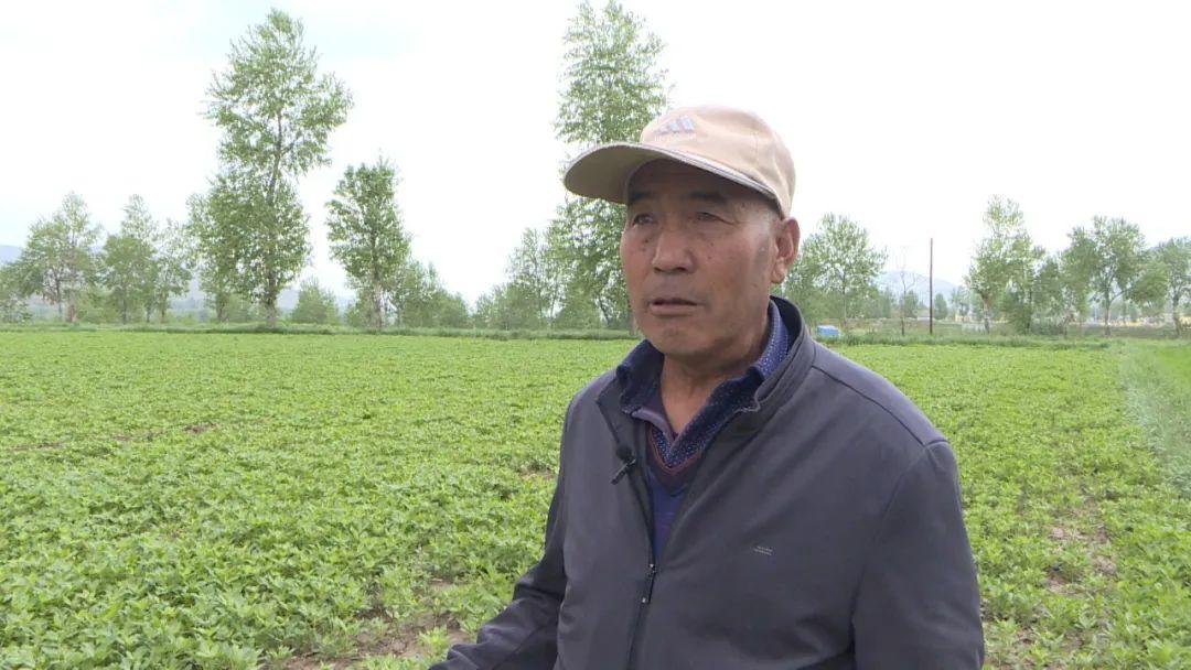 野菜种植创业_种植野菜致富纪实_致富纪实野菜种植视频