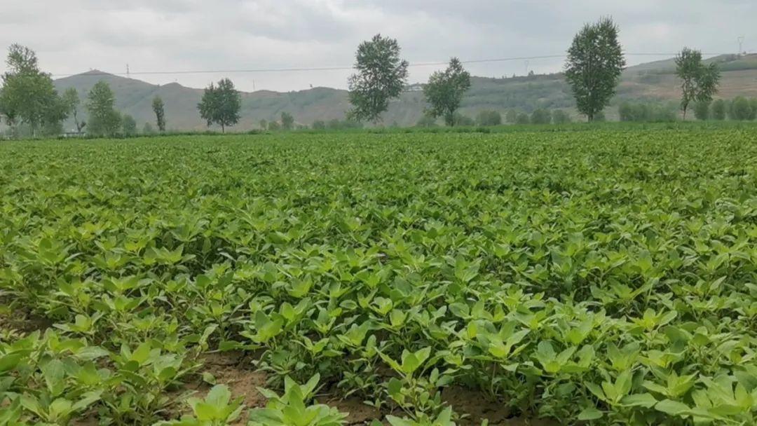 致富纪实野菜种植视频_野菜种植创业_种植野菜致富纪实