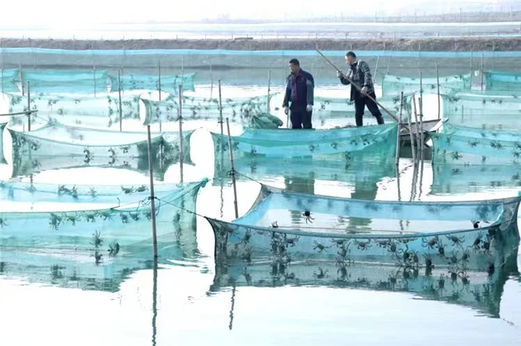 菜牛养殖的成本与利润_养殖菜牛技术视频_菜牛养殖致富