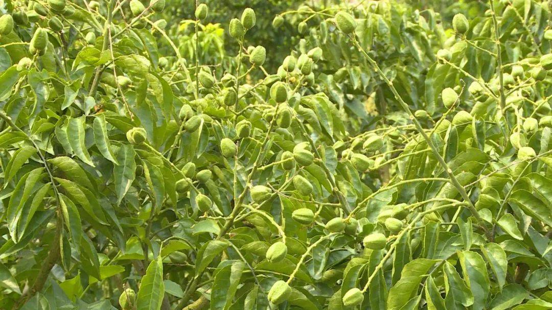 黄皮核能种吗_黄皮核怎样种_种植无核黄皮致富
